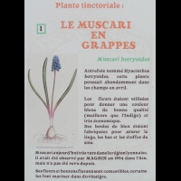 Muscari botryoides - Muscari en grappes